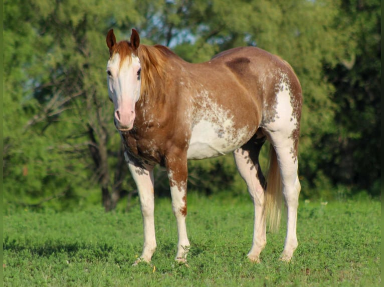 American Quarter Horse Wallach 14 Jahre 152 cm Overo-alle-Farben in Stephenville TX