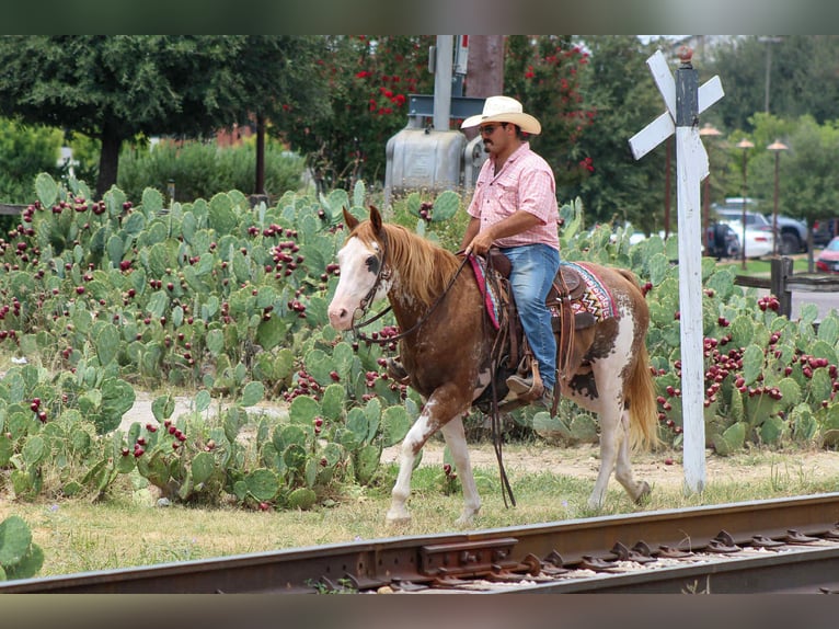 American Quarter Horse Wallach 14 Jahre 152 cm Overo-alle-Farben in Stephenville TX