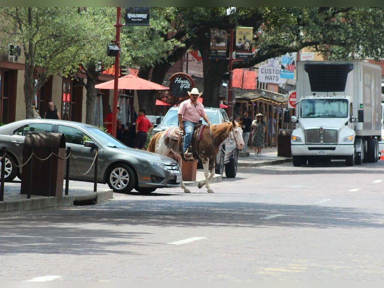 American Quarter Horse Wallach 14 Jahre 152 cm Overo-alle-Farben in Stephenville TX