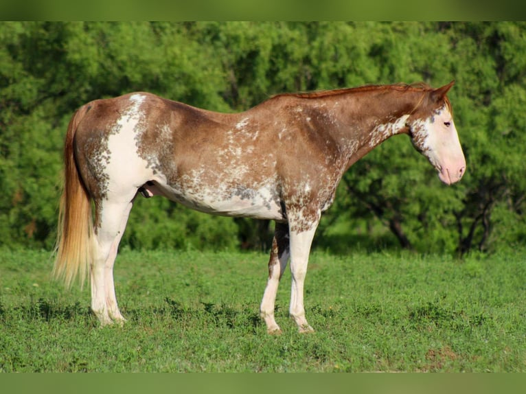 American Quarter Horse Wallach 14 Jahre 152 cm Overo-alle-Farben in Stephenville TX