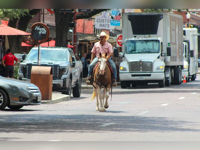 American Quarter Horse Wallach 14 Jahre 152 cm Overo-alle-Farben in Stephenville TX