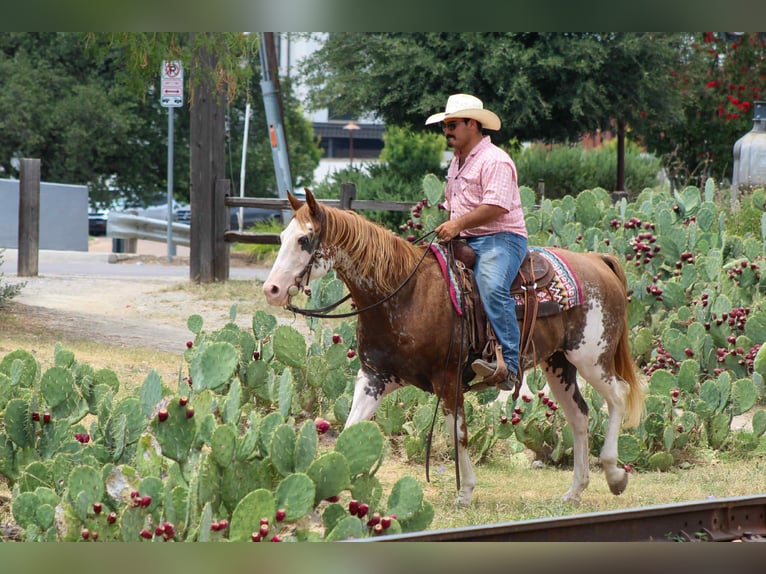 American Quarter Horse Wallach 14 Jahre 152 cm Overo-alle-Farben in Stephenville TX