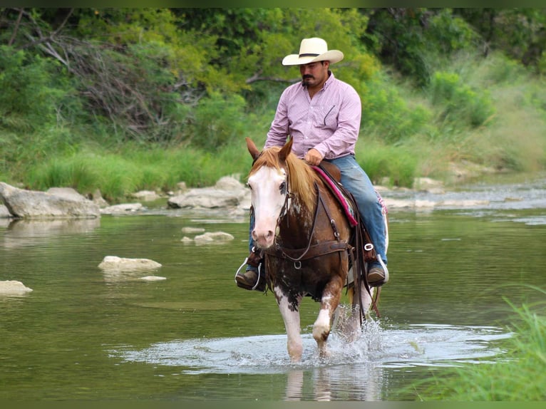 American Quarter Horse Wallach 14 Jahre 152 cm Overo-alle-Farben in Stephenville TX