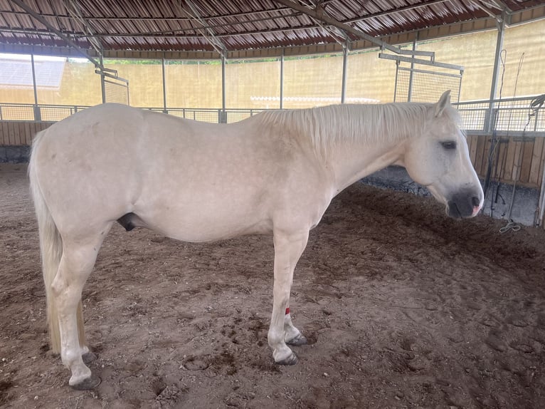 American Quarter Horse Wallach 14 Jahre 152 cm Palomino in Rheinfelden