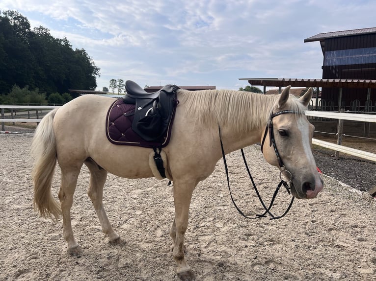 American Quarter Horse Wallach 14 Jahre 152 cm Palomino in Rheinfelden