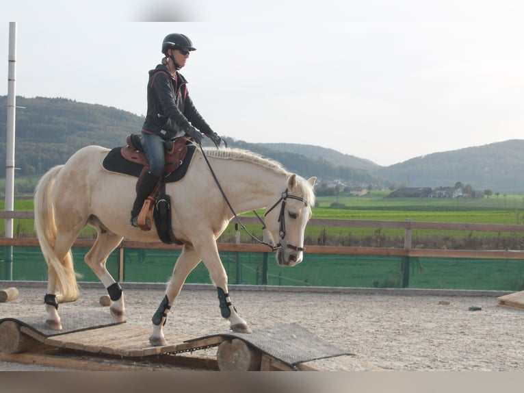 American Quarter Horse Wallach 14 Jahre 152 cm Palomino in Rheinfelden