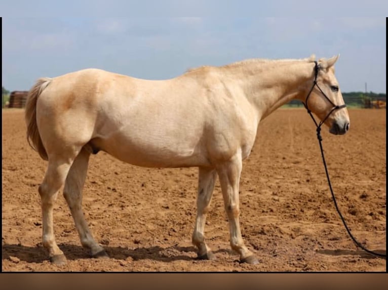 American Quarter Horse Wallach 14 Jahre 152 cm Palomino in Stephenville