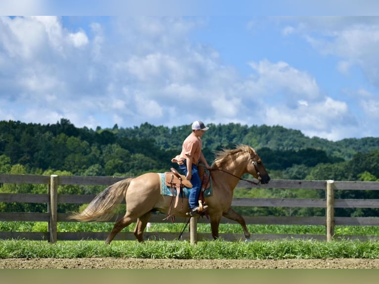 American Quarter Horse Wallach 14 Jahre 152 cm Palomino in Crab Orchard, KY
