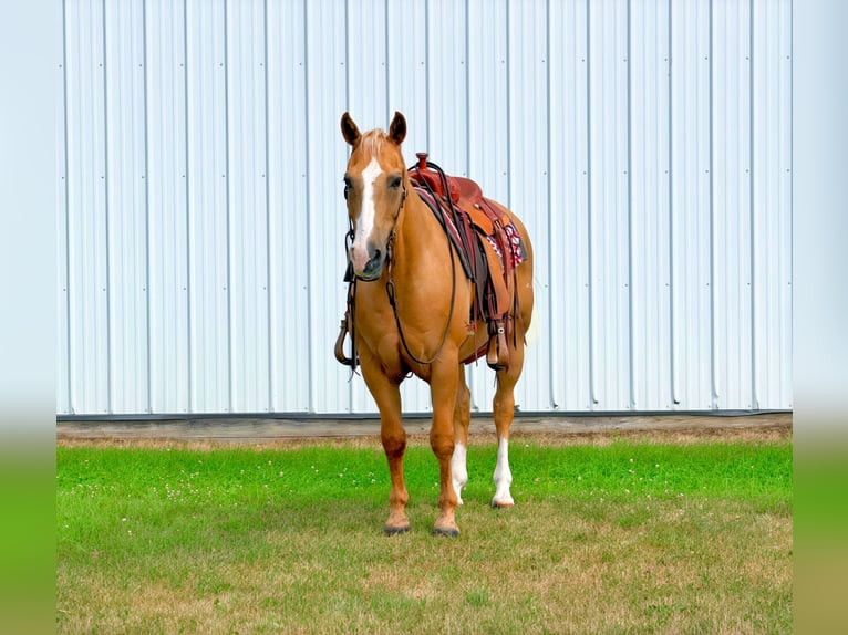American Quarter Horse Wallach 14 Jahre 152 cm Palomino in Cannon Falls