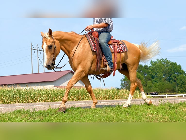 American Quarter Horse Wallach 14 Jahre 152 cm Palomino in Cannon Falls