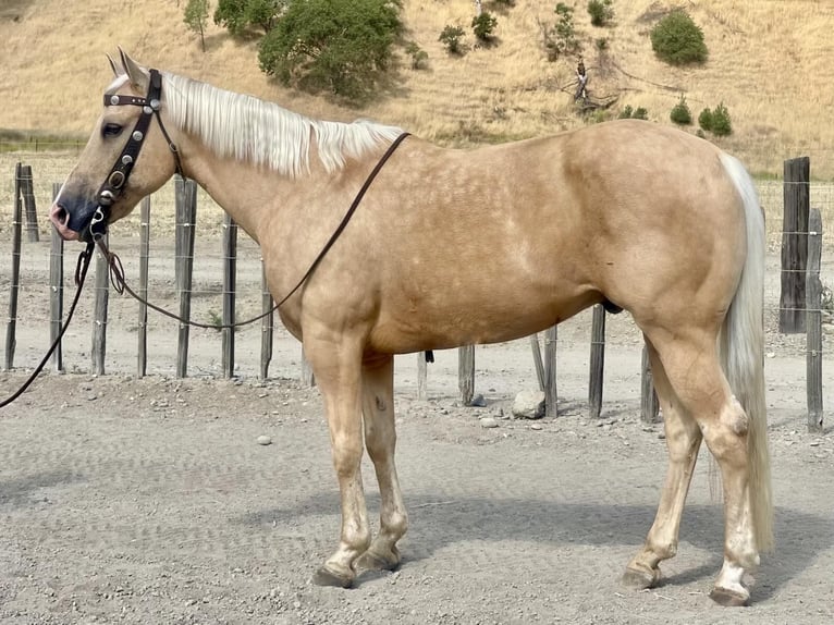 American Quarter Horse Wallach 14 Jahre 152 cm Palomino in Paicines CA