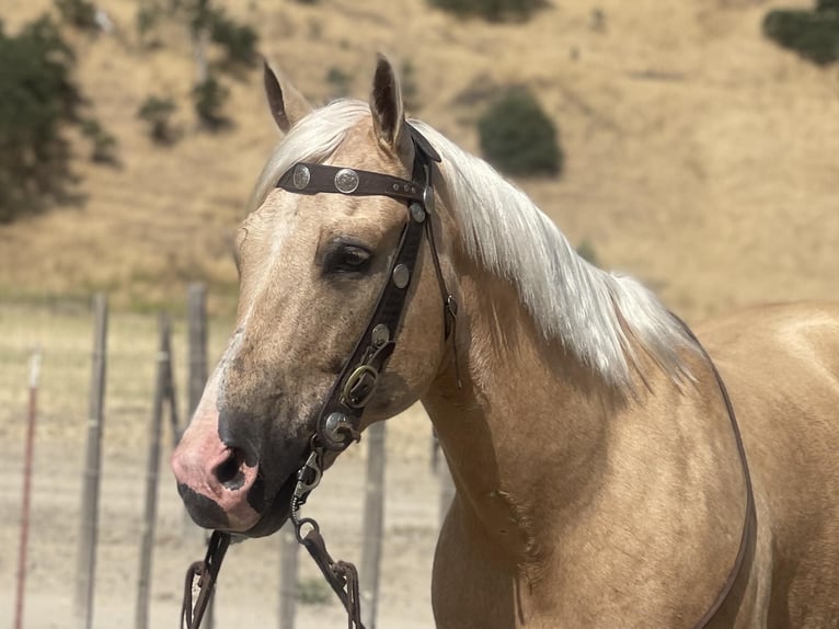 American Quarter Horse Wallach 14 Jahre 152 cm Palomino in Paicines CA
