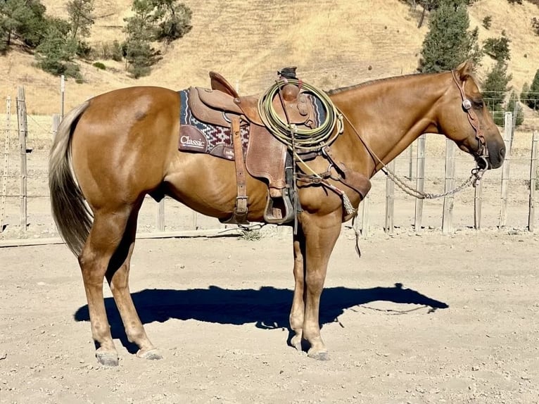 American Quarter Horse Wallach 14 Jahre 152 cm Palomino in Paicines CA