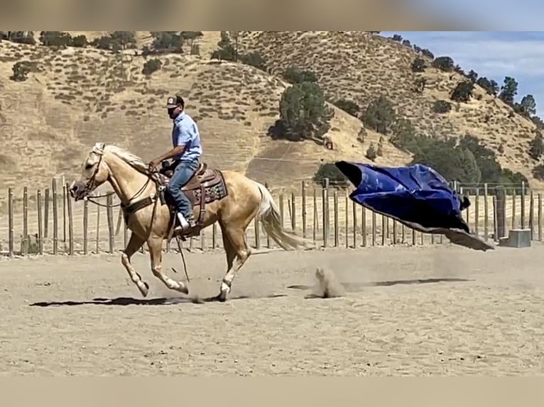 American Quarter Horse Wallach 14 Jahre 152 cm Palomino in Paicines CA