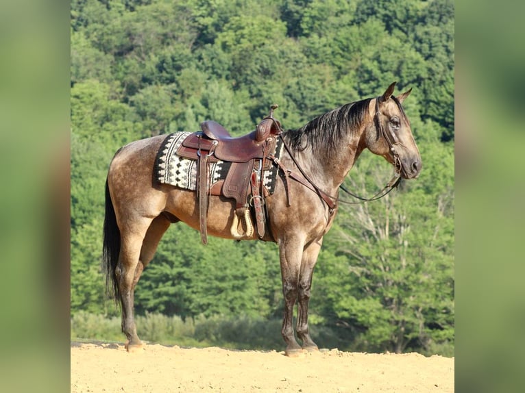 American Quarter Horse Mix Wallach 14 Jahre 152 cm in Beaver Springs, PA