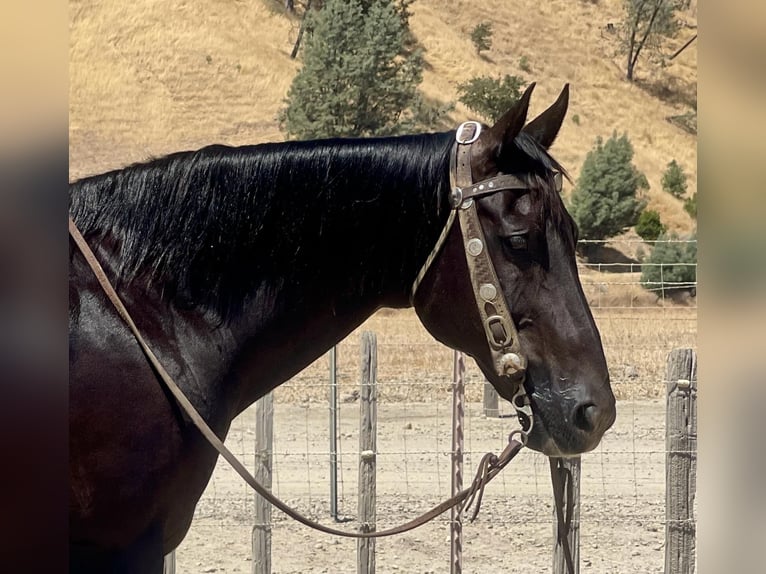 American Quarter Horse Wallach 14 Jahre 152 cm Rappe in Paicines CA