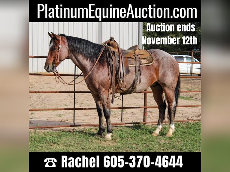 American Quarter Horse Wallach 14 Jahre 152 cm Roan-Bay in Rusk TX