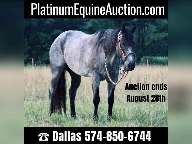 American Quarter Horse Wallach 14 Jahre 152 cm Roan-Blue in North Judson IN