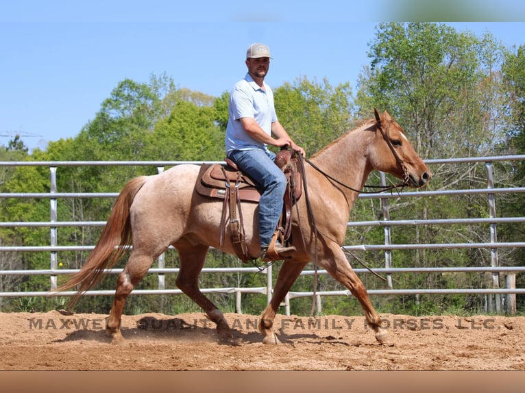 American Quarter Horse Wallach 14 Jahre 152 cm Roan-Red in Cherryville NC