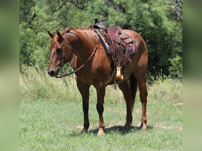 American Quarter Horse Wallach 14 Jahre 152 cm Roan-Red in lipan Tx