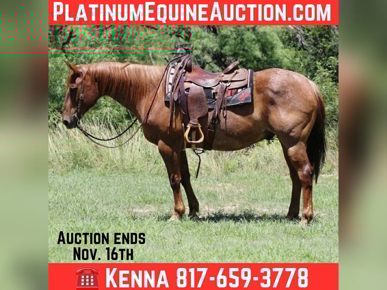 American Quarter Horse Wallach 14 Jahre 152 cm Roan-Red in lipan Tx