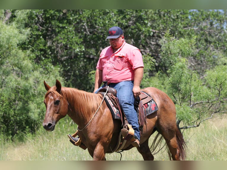 American Quarter Horse Wallach 14 Jahre 152 cm Roan-Red in lipan Tx