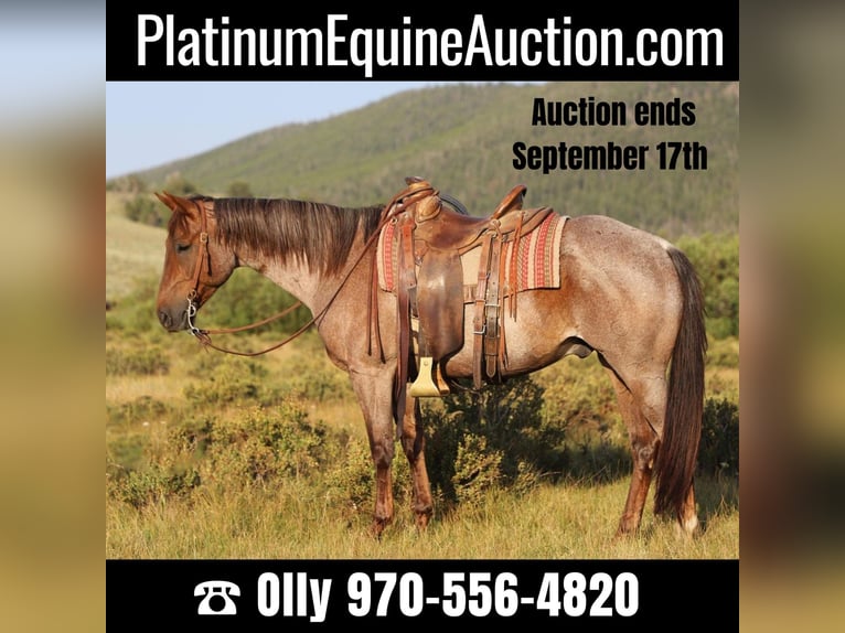 American Quarter Horse Wallach 14 Jahre 152 cm Roan-Red in Nunn CO