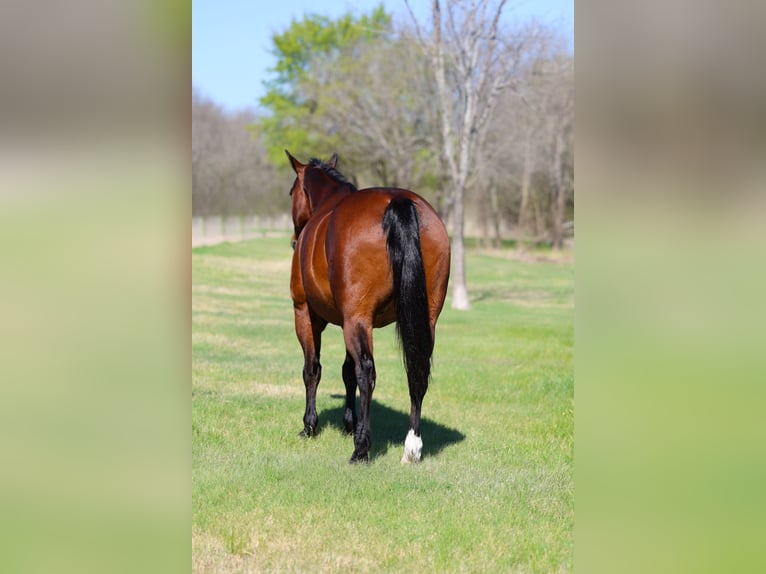 American Quarter Horse Wallach 14 Jahre 152 cm Rotbrauner in Forney