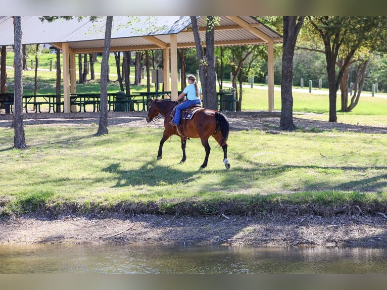 American Quarter Horse Wallach 14 Jahre 152 cm Rotbrauner in Forney