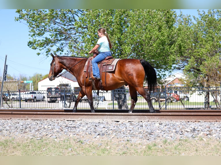 American Quarter Horse Wallach 14 Jahre 152 cm Rotbrauner in Forney