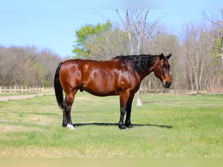 American Quarter Horse Wallach 14 Jahre 152 cm Rotbrauner in Forney