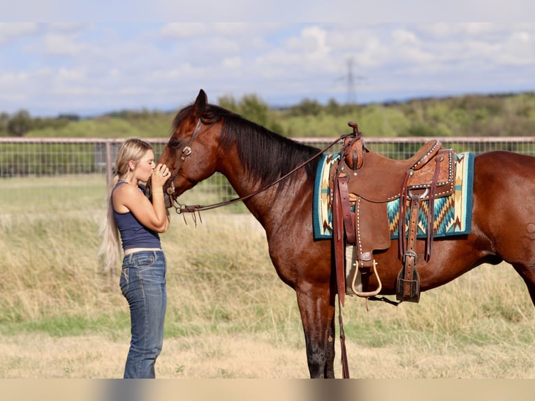 American Quarter Horse Wallach 14 Jahre 152 cm Rotbrauner in Mineral Wells