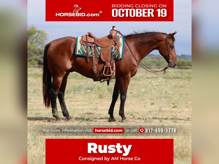 American Quarter Horse Wallach 14 Jahre 152 cm Rotbrauner in Mineral Wells