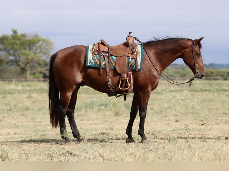 American Quarter Horse Wallach 14 Jahre 152 cm Rotbrauner in Mineral Wells