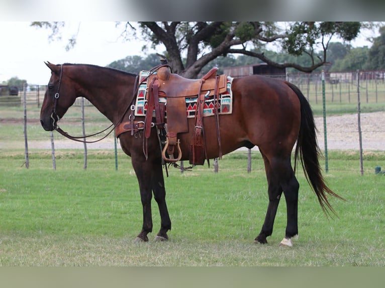 American Quarter Horse Wallach 14 Jahre 152 cm Rotbrauner in Lipan TX