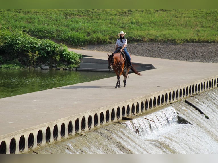 American Quarter Horse Wallach 14 Jahre 152 cm Rotbrauner in Stephenville TX