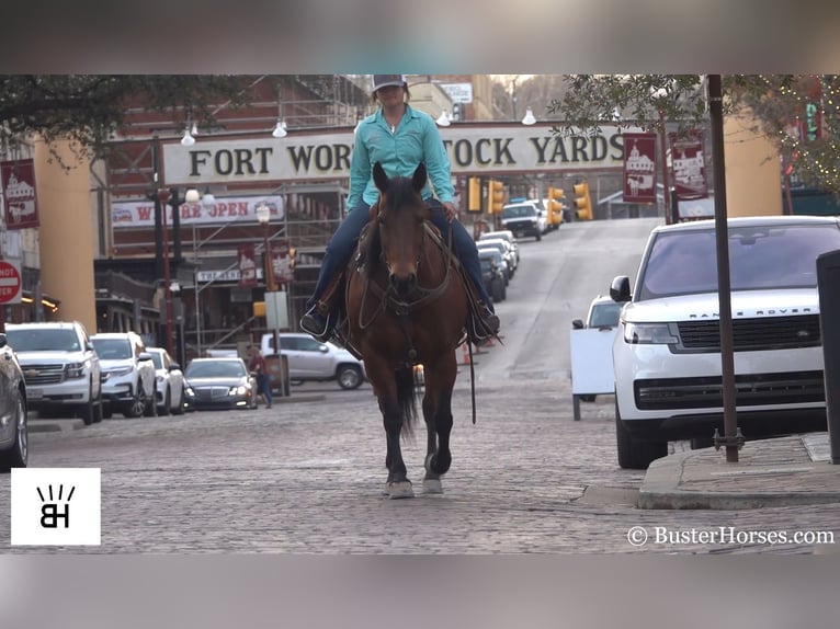 American Quarter Horse Wallach 14 Jahre 152 cm Rotbrauner in Weatherford TX