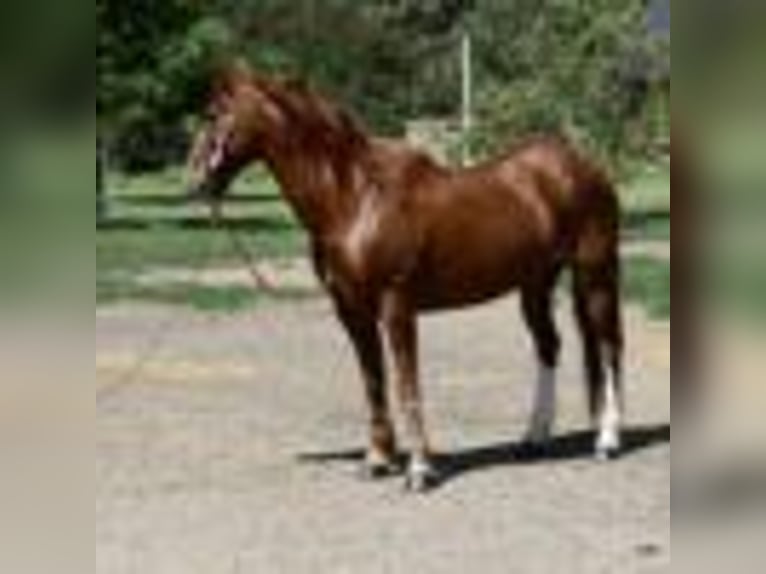 American Quarter Horse Wallach 14 Jahre 152 cm Rotfuchs in Fort Collins CO