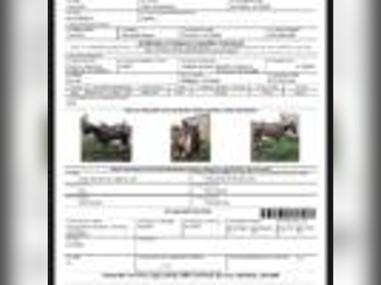 American Quarter Horse Wallach 14 Jahre 152 cm Rotfuchs in Fort Collins CO