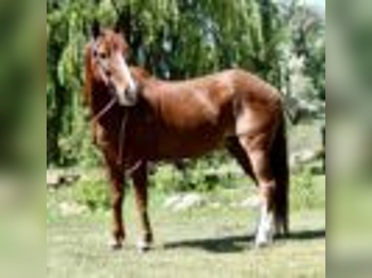 American Quarter Horse Wallach 14 Jahre 152 cm Rotfuchs in Fort Collins CO