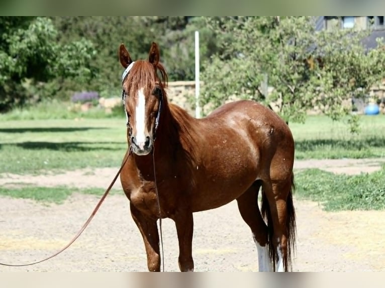 American Quarter Horse Wallach 14 Jahre 152 cm Rotfuchs in Fort Collins CO