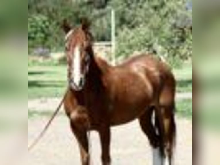 American Quarter Horse Wallach 14 Jahre 152 cm Rotfuchs in Fort Collins CO
