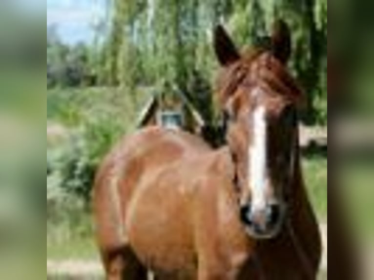 American Quarter Horse Wallach 14 Jahre 152 cm Rotfuchs in Fort Collins CO