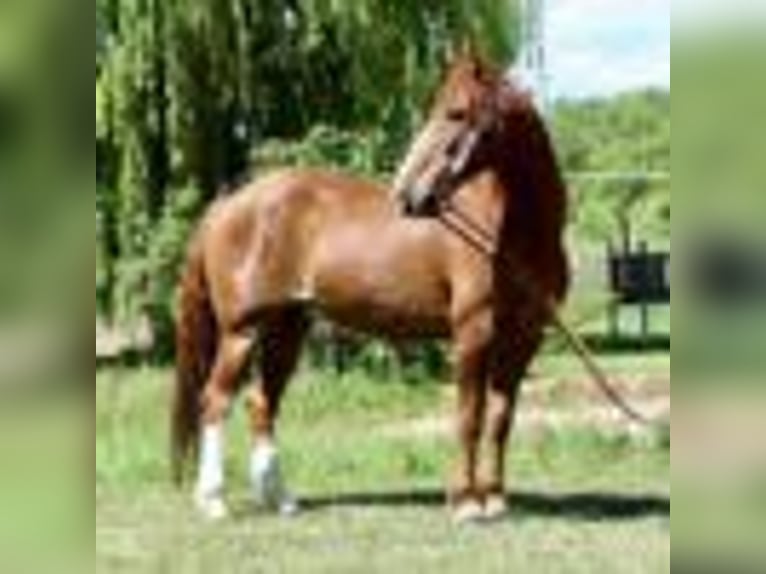 American Quarter Horse Wallach 14 Jahre 152 cm Rotfuchs in Fort Collins CO