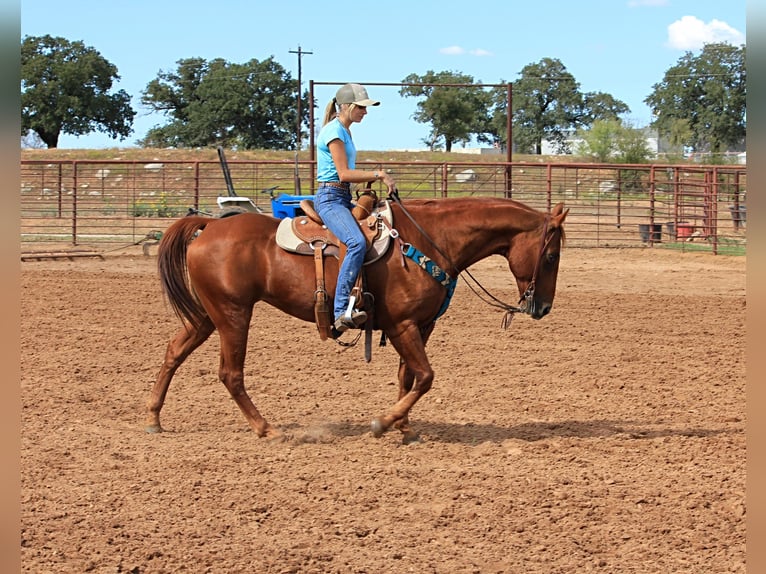 American Quarter Horse Wallach 14 Jahre 152 cm Rotfuchs in Stephenville TX