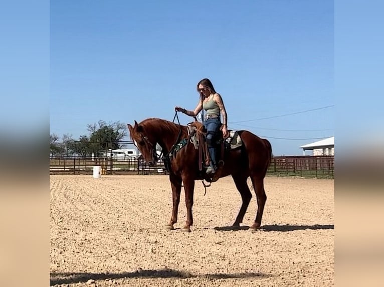 American Quarter Horse Wallach 14 Jahre 152 cm Rotfuchs in Stephenville TX