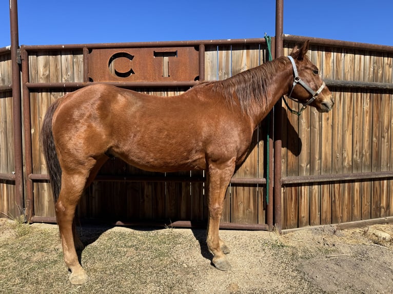 American Quarter Horse Wallach 14 Jahre 152 cm Rotfuchs in King City