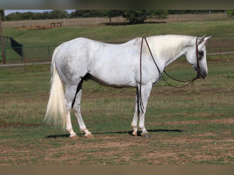 American Quarter Horse Wallach 14 Jahre 152 cm Schimmel in Cleburne TX