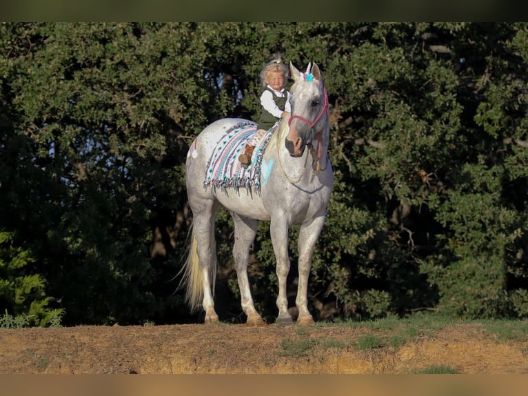 American Quarter Horse Wallach 14 Jahre 152 cm Schimmel in Cleburne TX