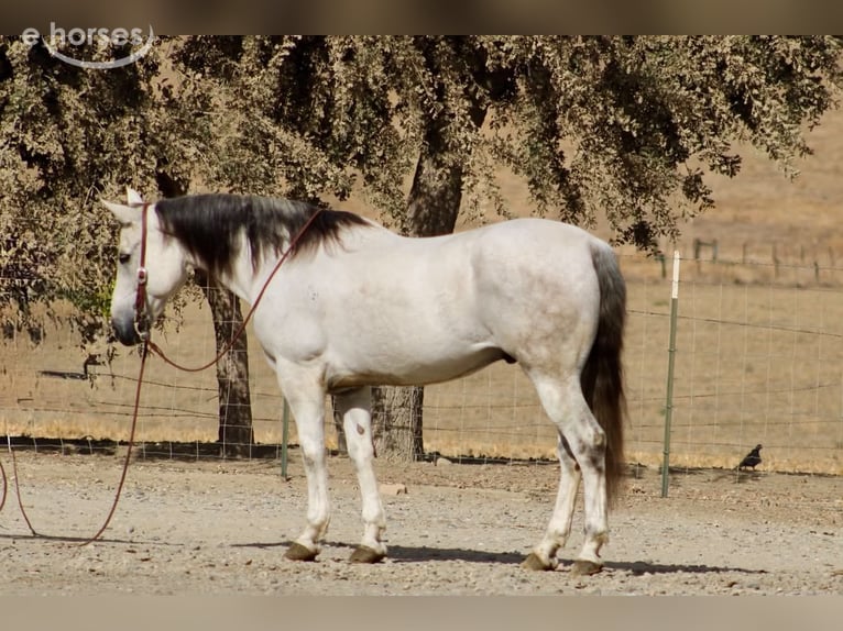 American Quarter Horse Wallach 14 Jahre 152 cm Schimmel in Tres Pinos